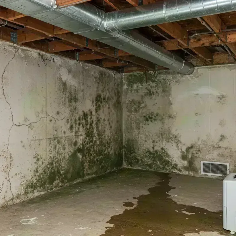 Professional Mold Removal in Lincoln Park, IL